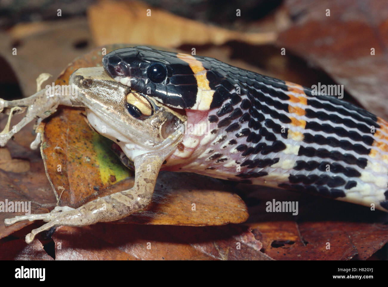 Halloween Snake (Pliocercus euryzonus) rearfanged mimic of Coral Snake