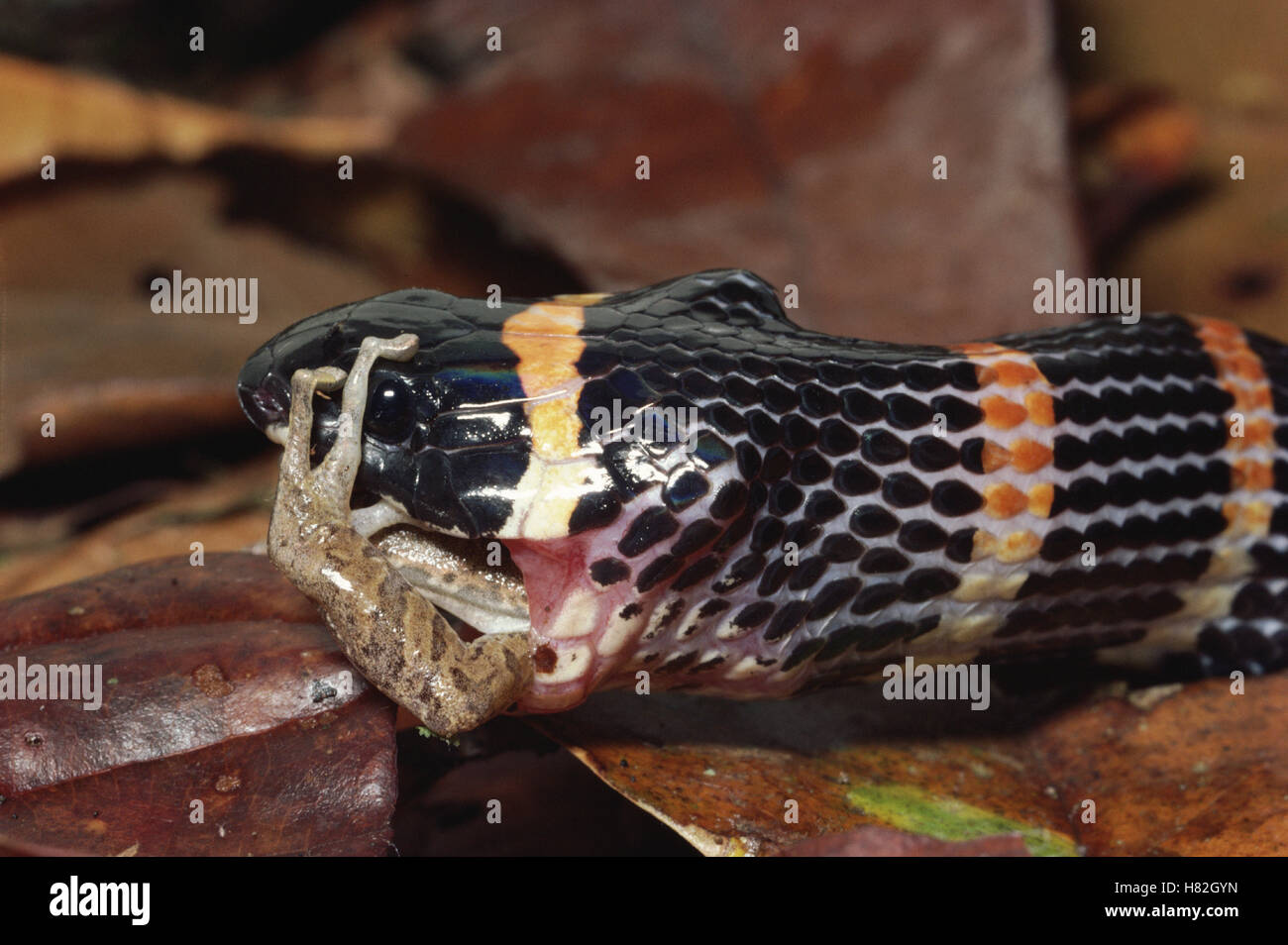 Halloween Snake (Pliocercus euryzonus) rearfanged mimic of Coral Snake