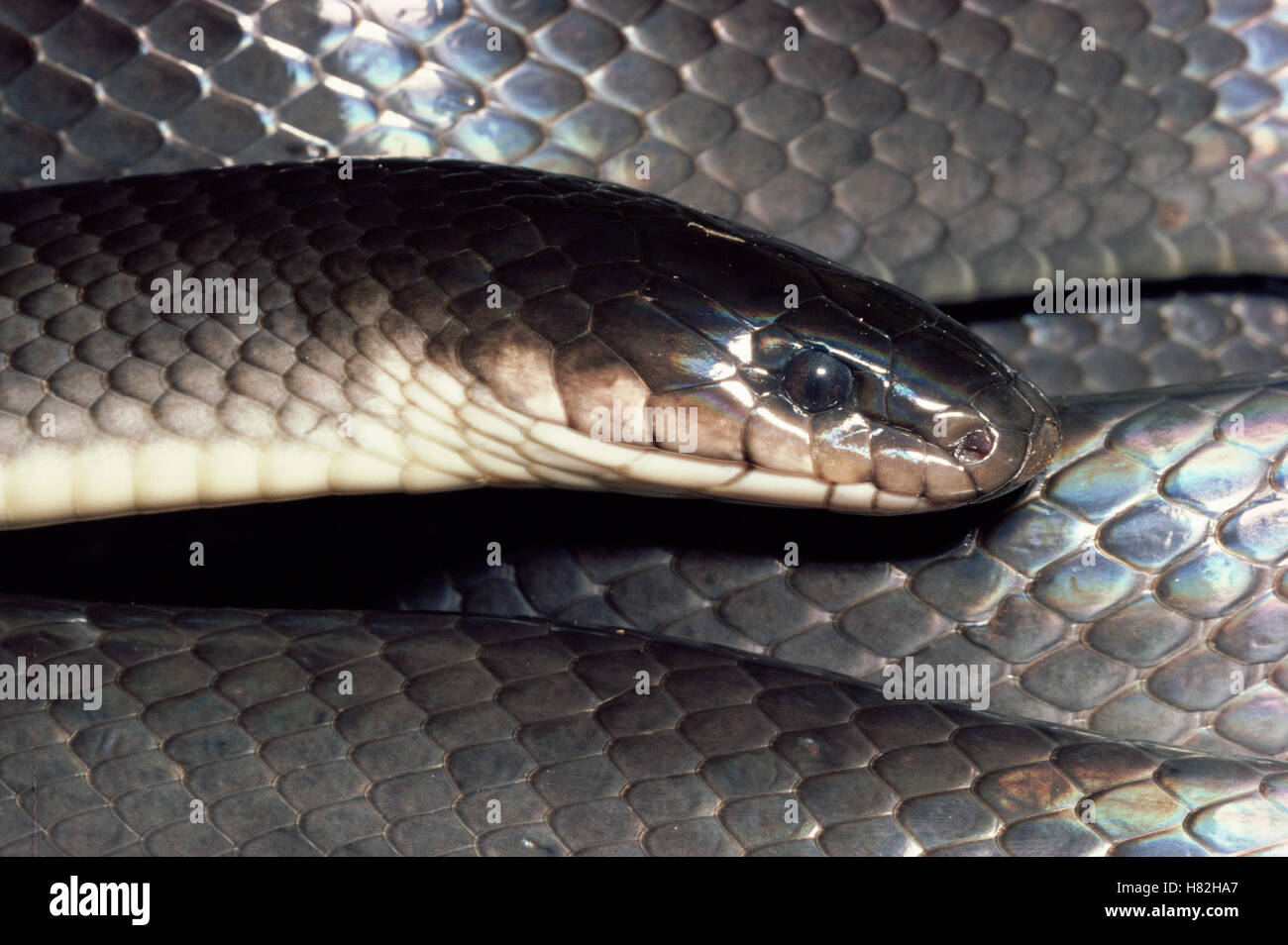 Mussurana (Clelia clelia) snake, rainforest ecosystem, Costa Rica Stock