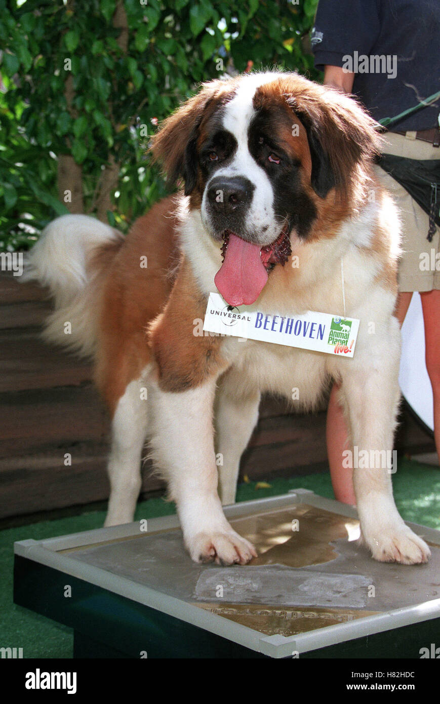 BEETHOVEN THE DOG ANIMAL WALK OF FAME UNIVERSAL STUDIOS LA USA 20 March 2001 Stock Photo Alamy
