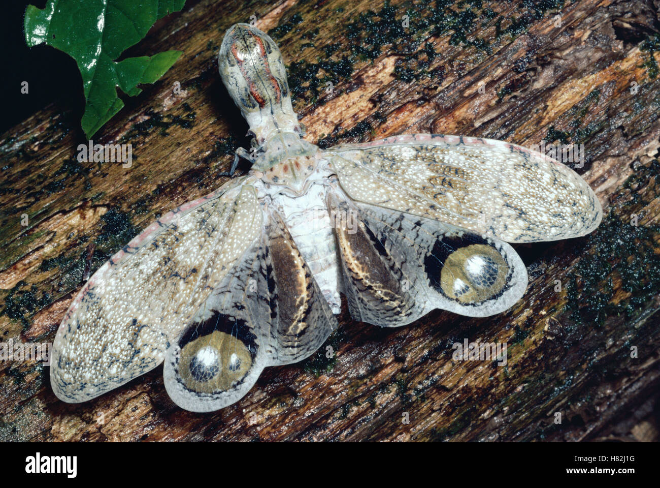 Lantern Bug (Fulgora laternaria) defensive display, rainforest Panama ...