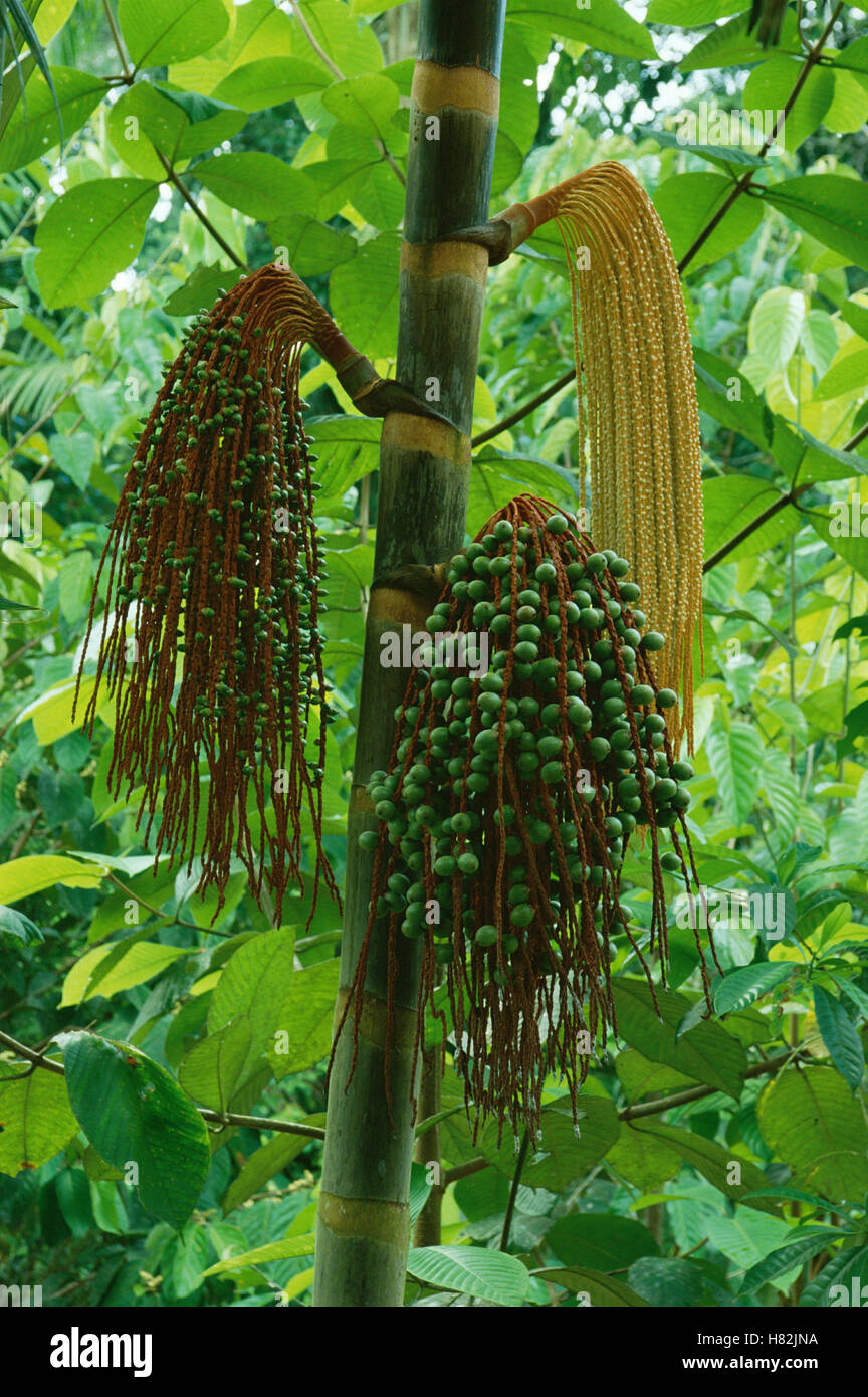Palm (Oenocarpus sp) flowers and fruit, pericarp are used for oil and