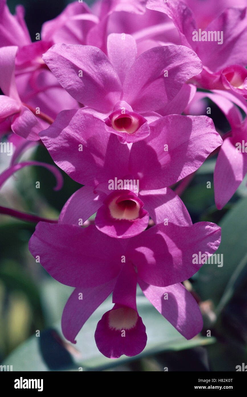 Guaria Morada Orchid (Cattleya skinneri) national flower, Costa Rica