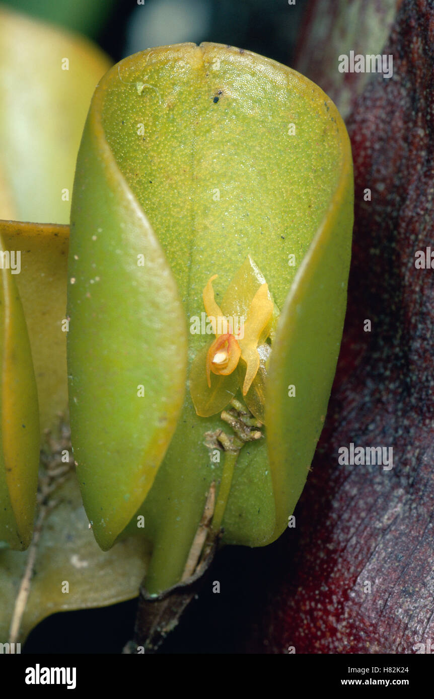 Orchid (Lepanthes comethalleyi), a small epiphytic species, Costa Rica