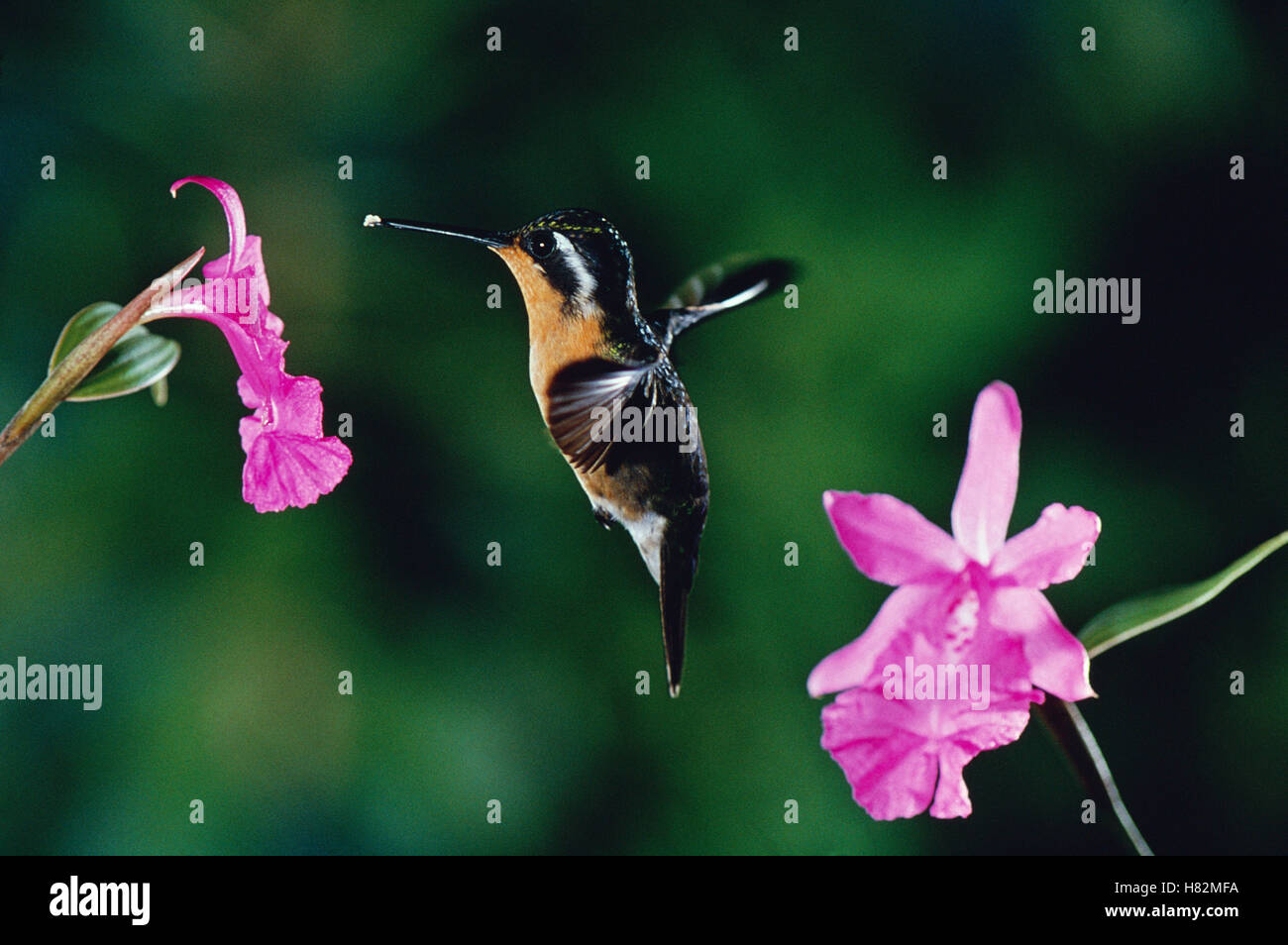Mfa Hummingbird Purple-throated Mountain-gem (Lampornis calolaemus) hummingbird female ...