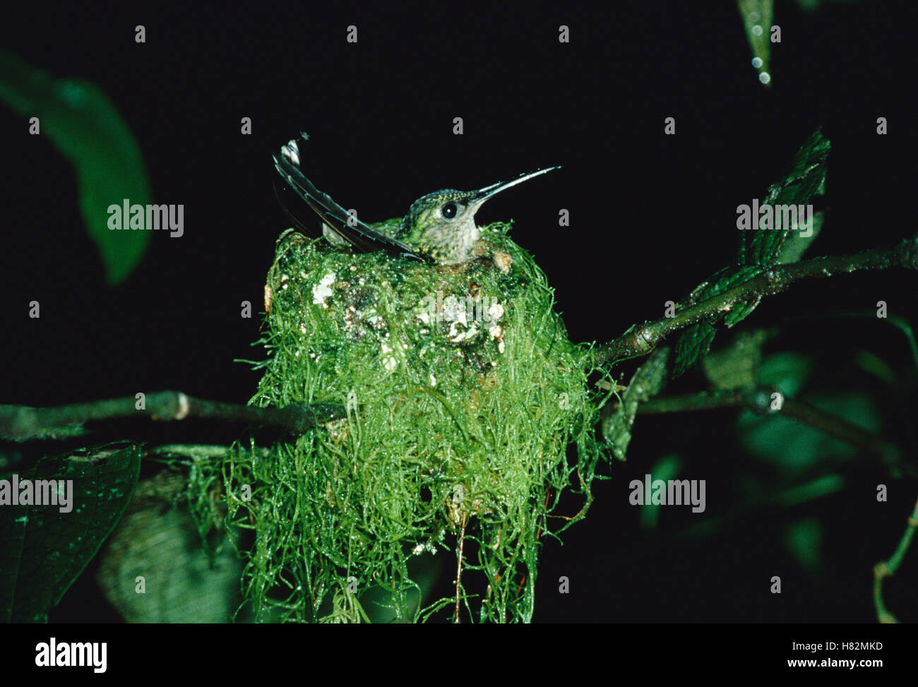 Violet-crowned Woodnymph (Thalurania colombica) hummingbird female ...
