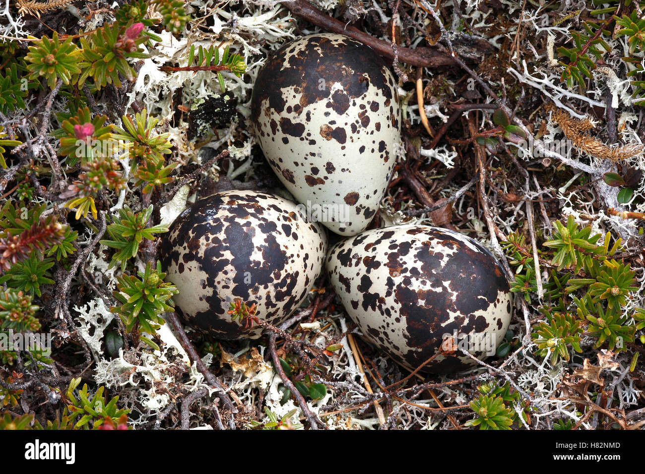 Golden Plover Pluvialis Apricaria Nest With Three Eggs Lapland 
