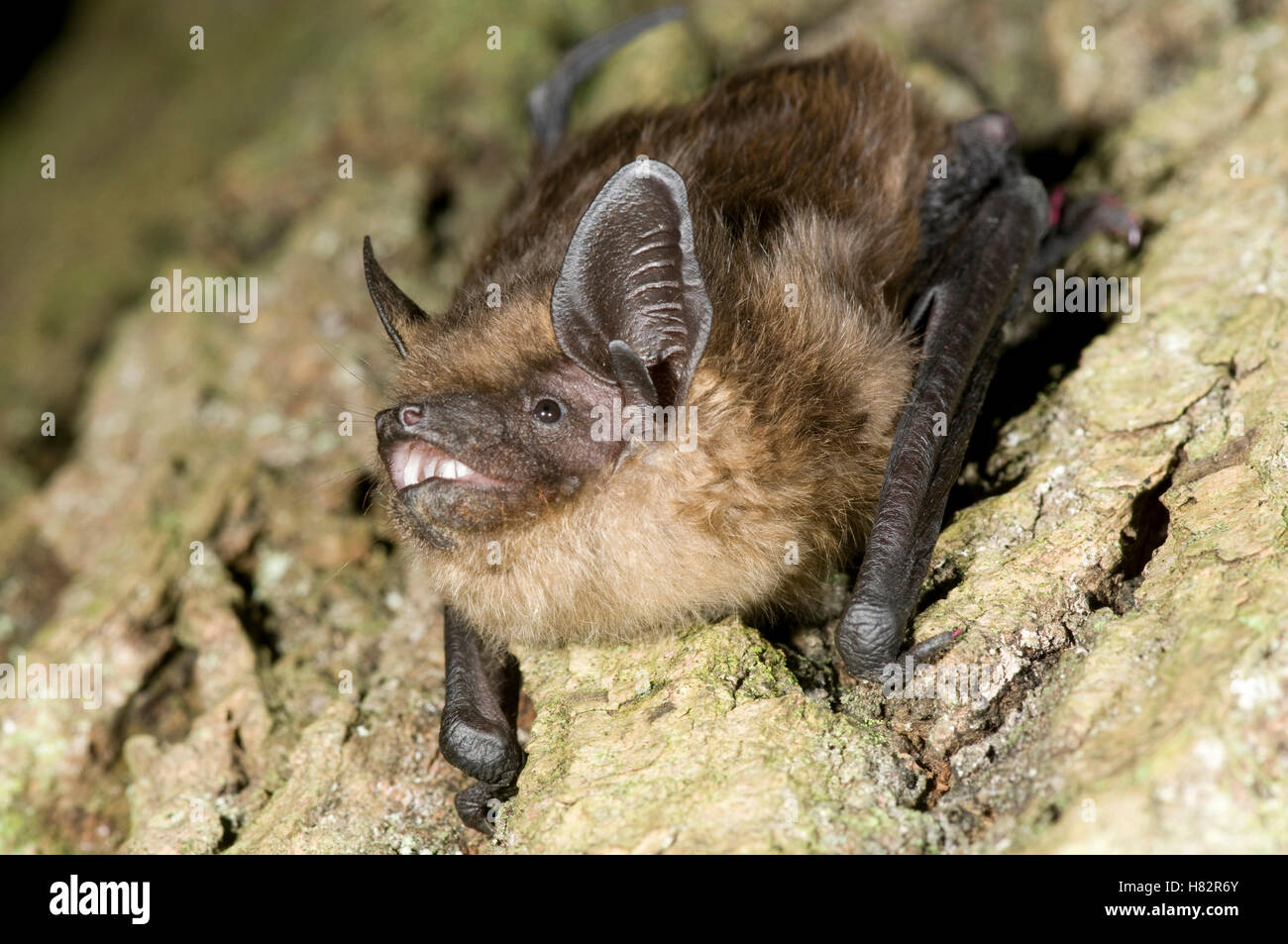Serotine (Eptesicus serotinus) bat calling, Bemelen, Netherlands Stock