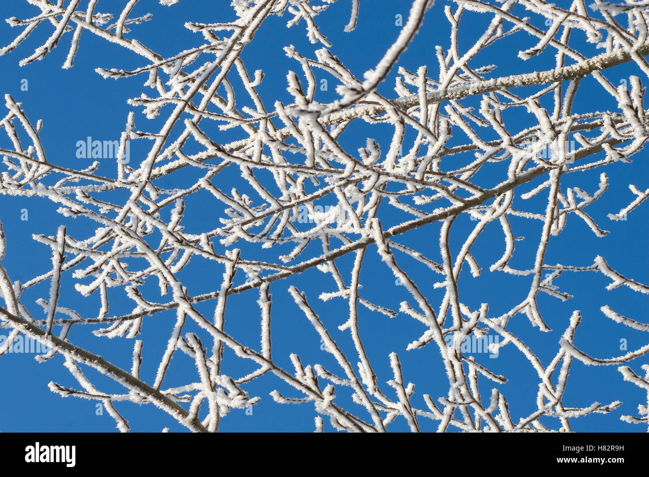 Branches covered in frost, Europe Stock Photo - Alamy