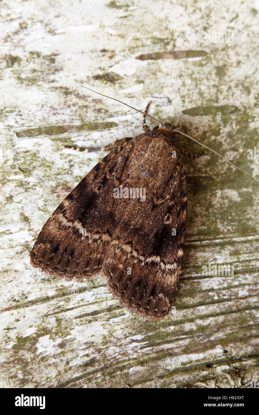 Copper Underwing (Amphipyra pyramidea) moth, Groningen, Netherlands Stock Photo
