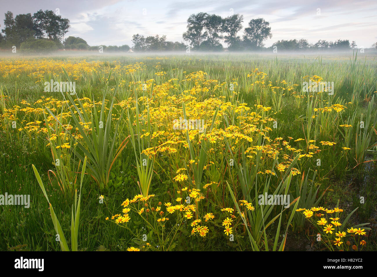 Marsh Ragwort (Senecio aquaticus) blooming in marshy field, Belgium ...
