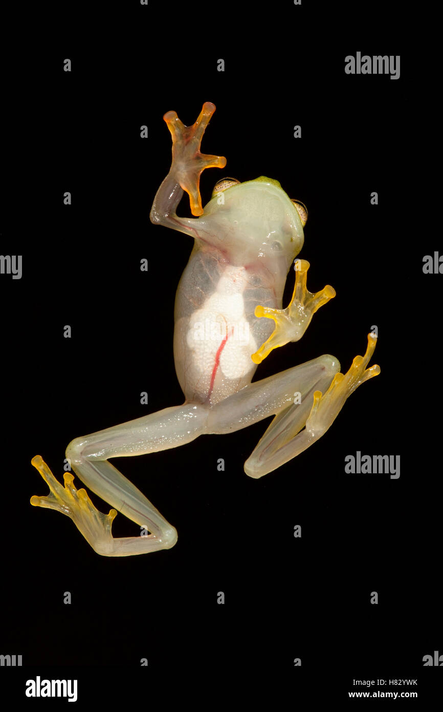 Wayampi Glass Frog (Cochranella oyampiensis) showing internal organs