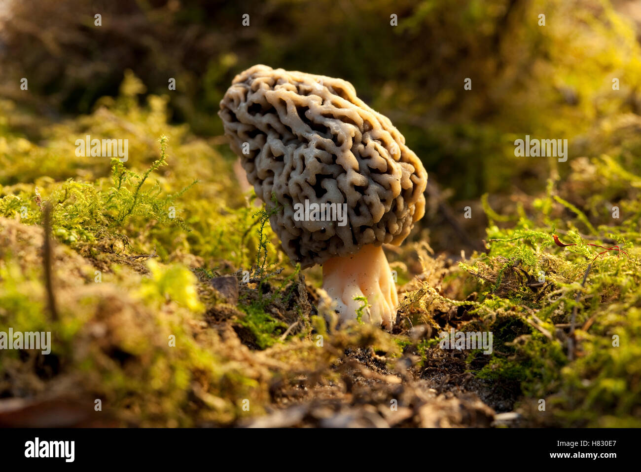Yellow Morel (Morchella esculenta) mushroom, Voornes Duin, Netherlands