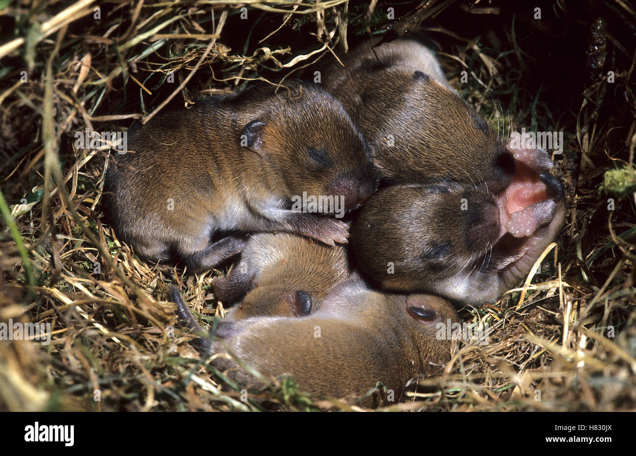 Common Vole (Microtus arvalis) infants in nest, Netherlands Stock Photo