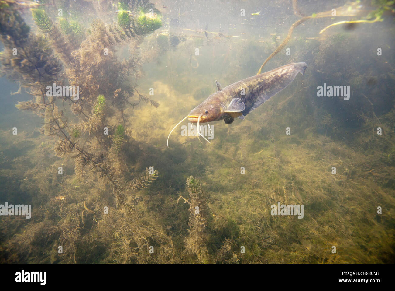 Wels (Silurus glanis) catfish, Neer, Netherlands Stock Photo Alamy