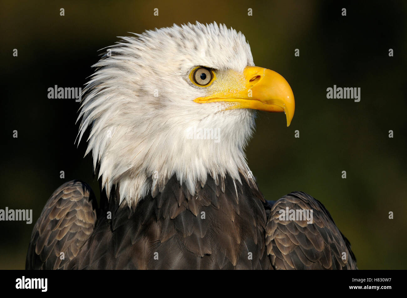 bald-eagle-haliaeetus-leucocephalus-portrait-netherlands-stock-photo