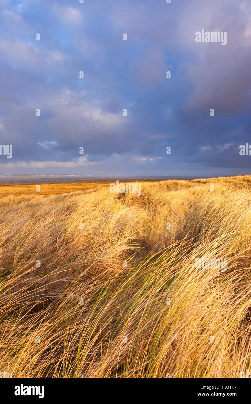 Grassy sand dune habitat, Ameland, Netherlands Stock Photo - Alamy