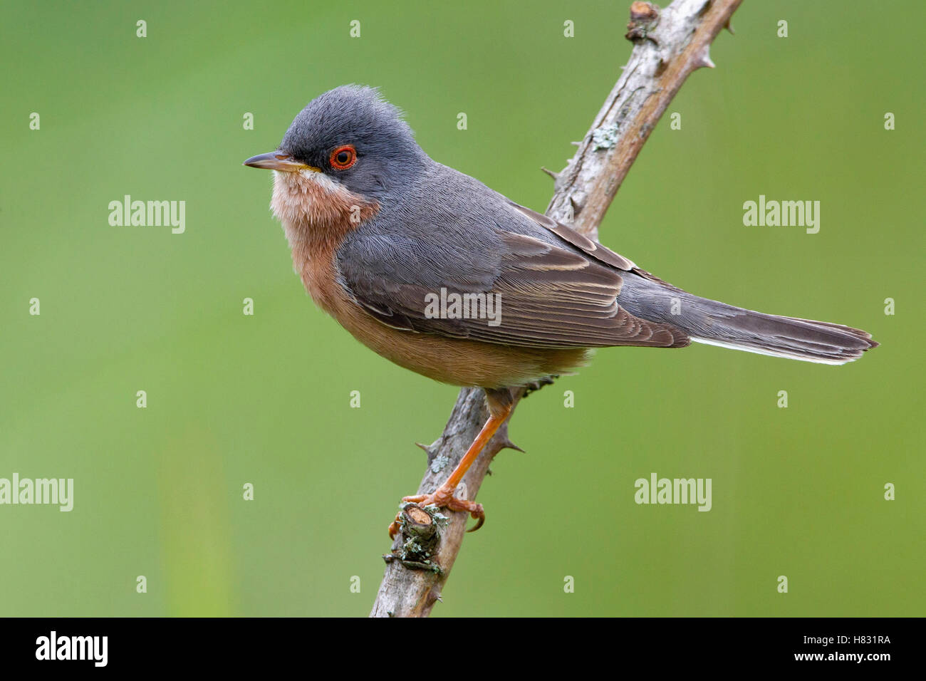 Subalpine Warbler (Sylvia cantillans) male, Peccioli, Italy Stock Photo ...