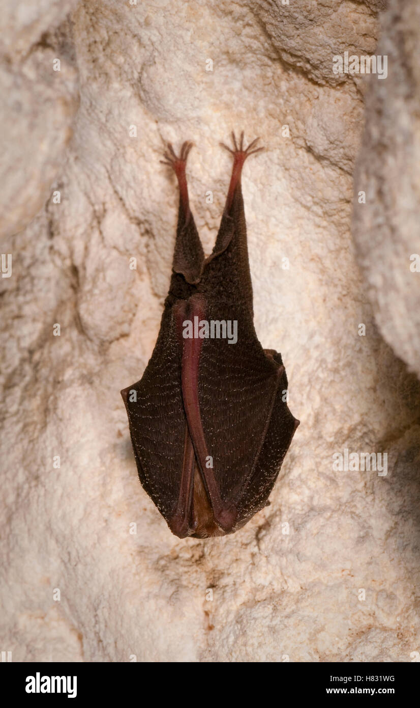 Lesser Horseshoe Bat (Rhinolophus hipposideros) hibernating, France