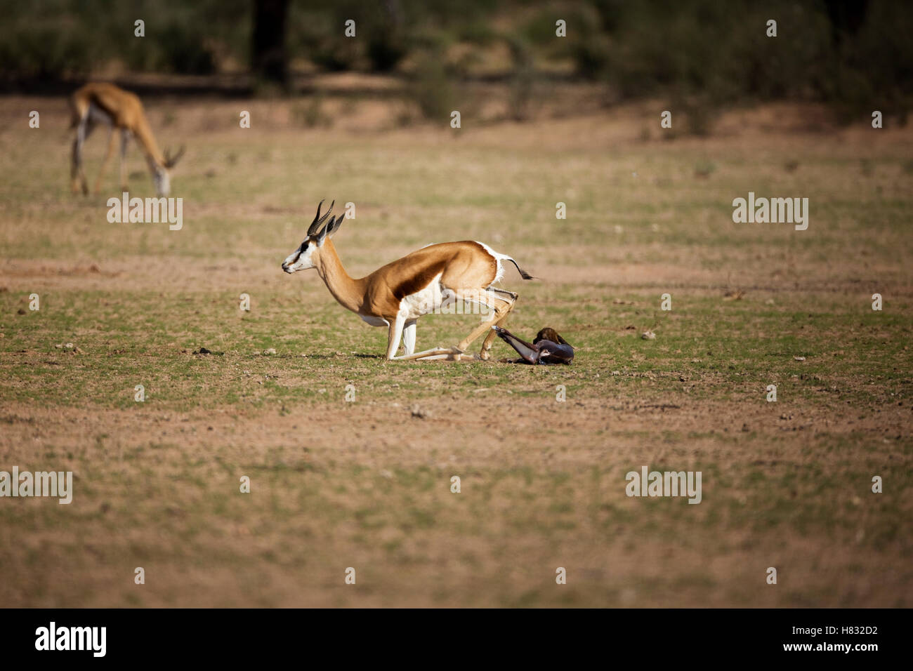 Springbok (Antidorcas marsupialis) female standing immediately after giving birth, Kgalagadi Transfrontier Park, South Africa, Stock Photo