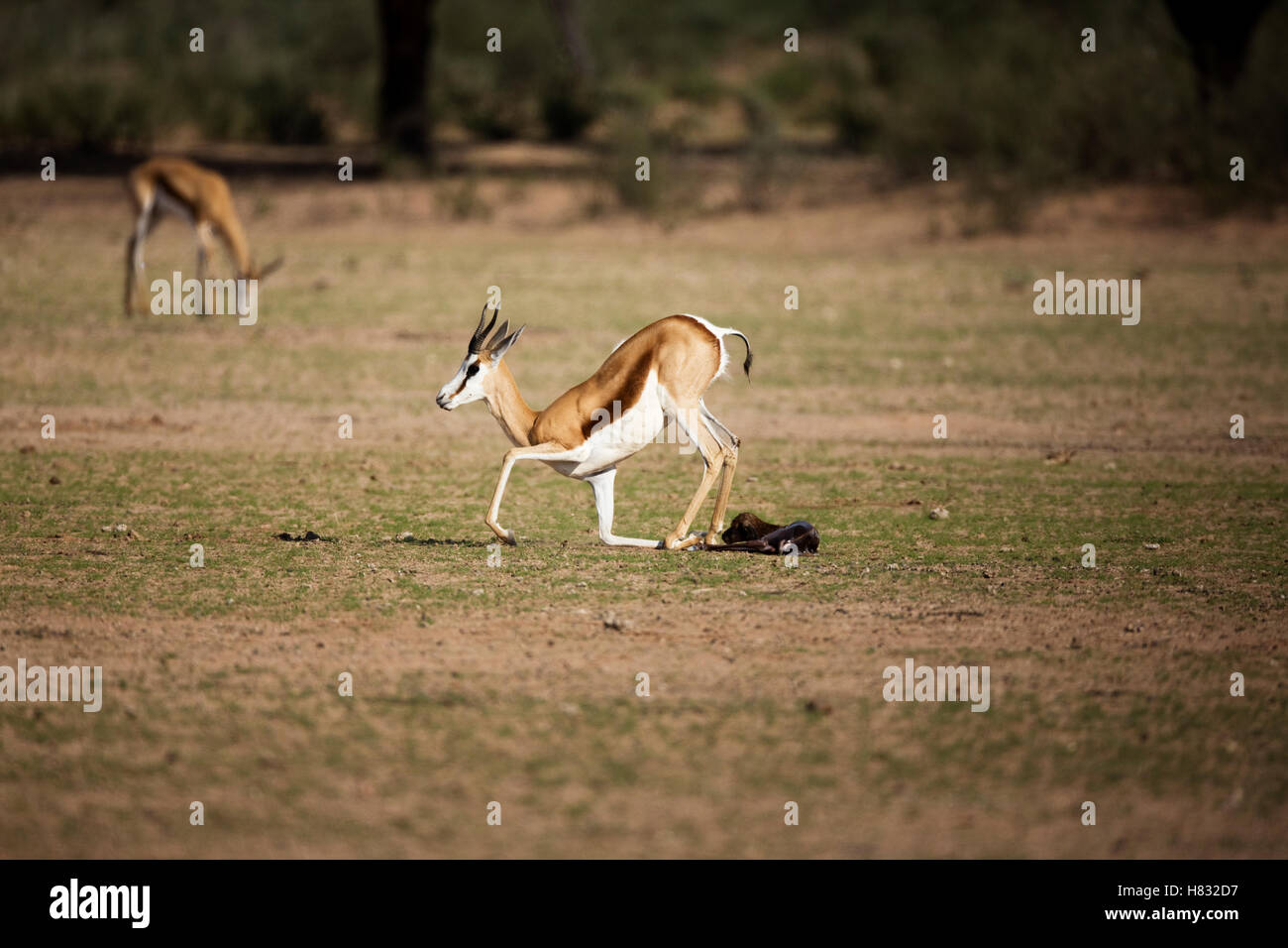 Springbok (Antidorcas marsupialis) female standing immediately after giving birth, Kgalagadi Transfrontier Park, South Africa, Stock Photo
