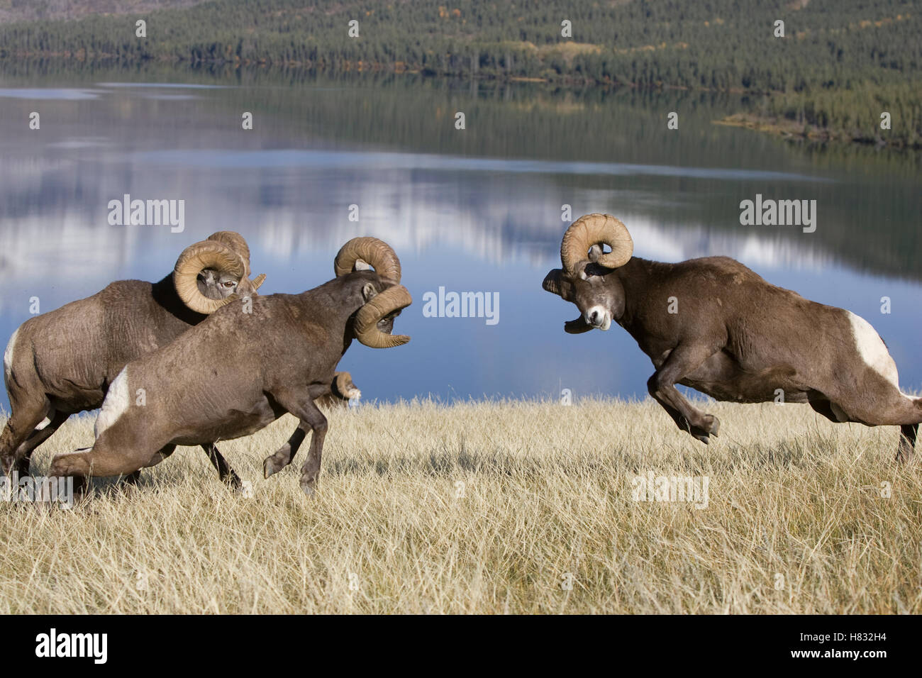Bighorn Sheep (Ovis canadensis) rams butting heads, western Alberta ...