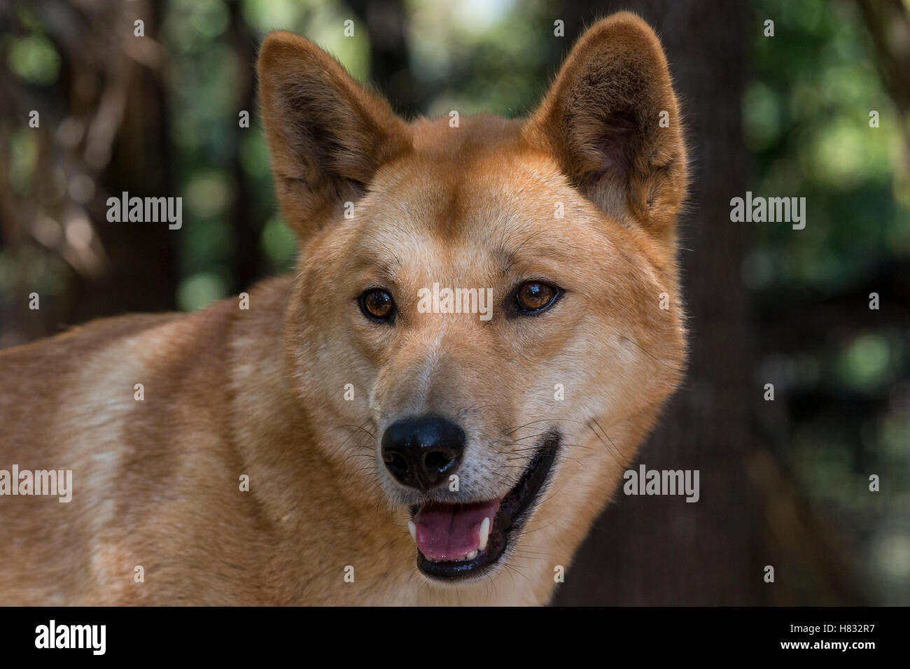 Dingo (Canis lupus dingo), Lone Pine Koala Sanctuary, Brisbane