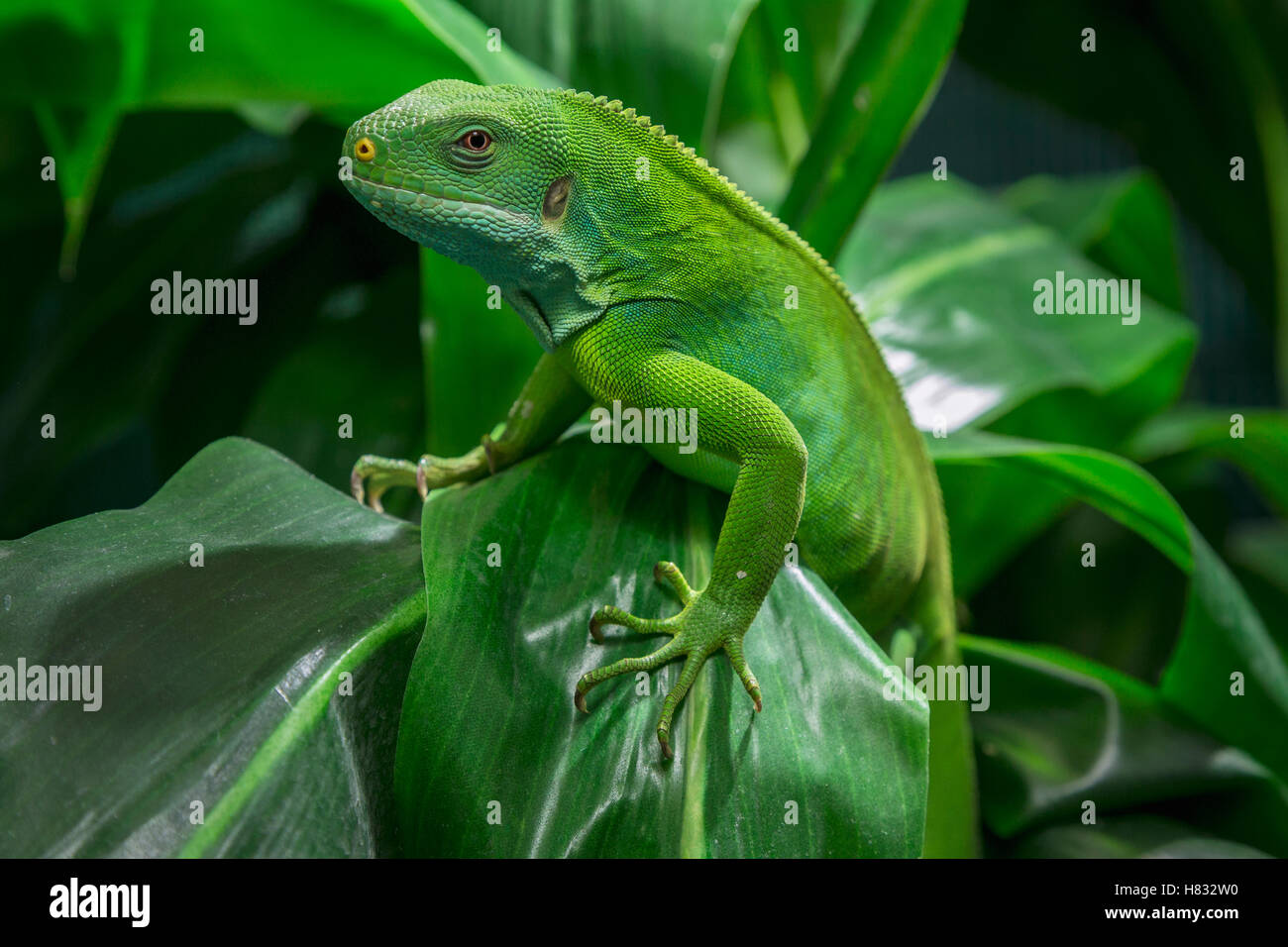 fiji-banded-iguana-brachylophus-fasciatus-on-plant-native-to-fiji