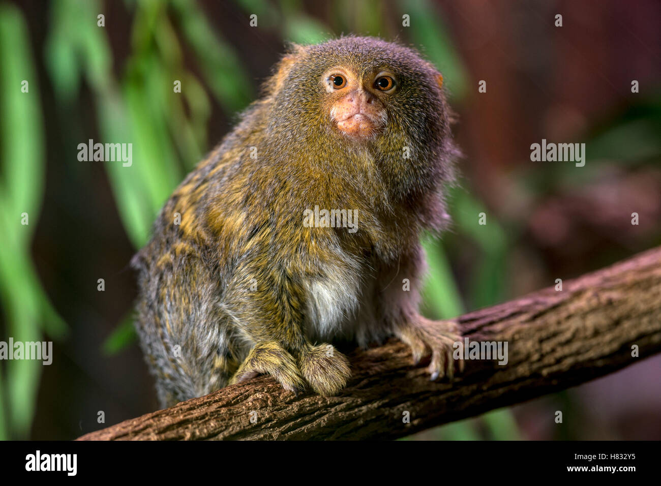 Pygmaea Pygmy Marmoset (Cebuella pygmaea), native to South America Stock Photo ...