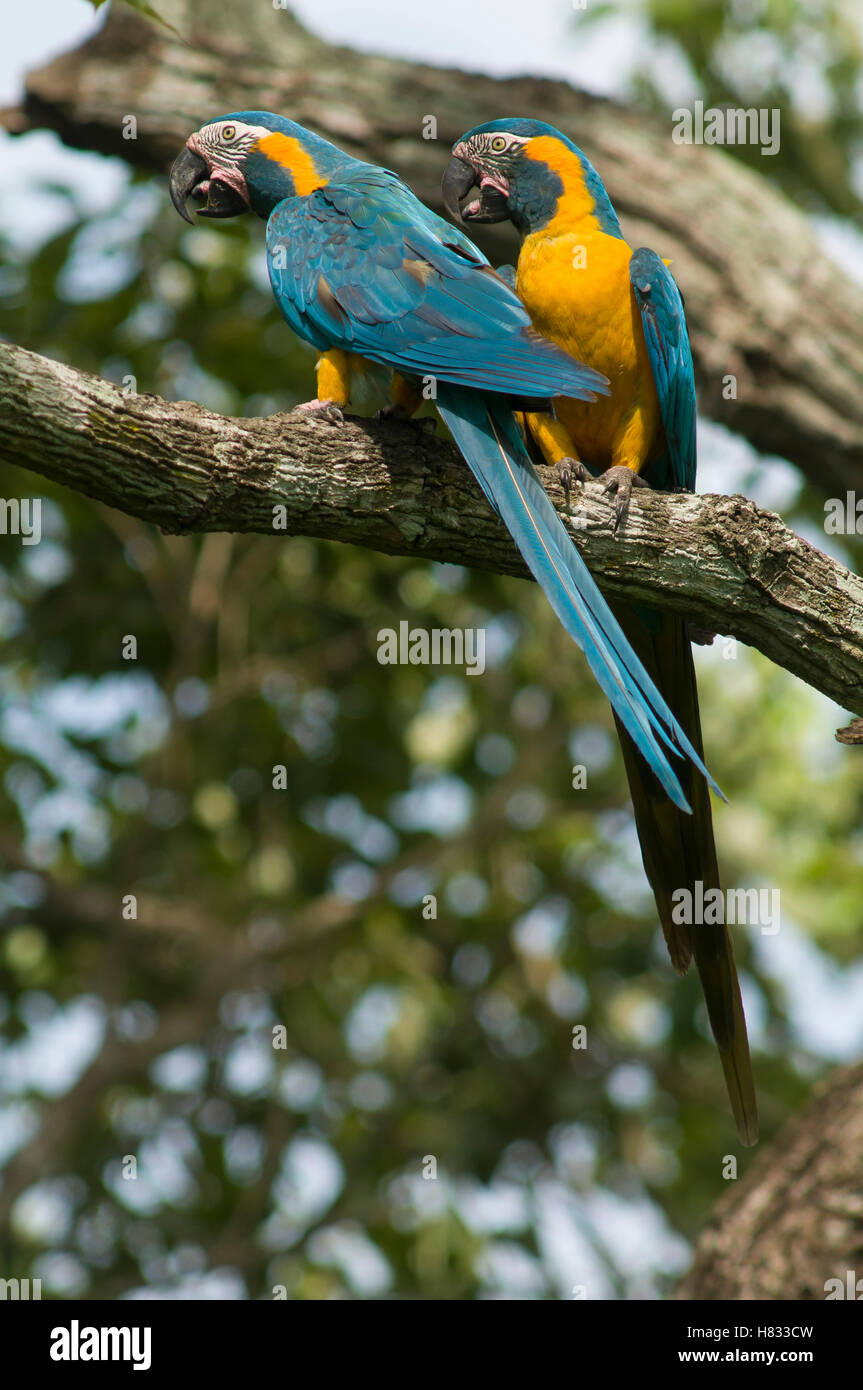 Photo inspiration: Blue Throated Macaw Ara Glaucogularis Pair Peru Stock Photo Photo Inspiration