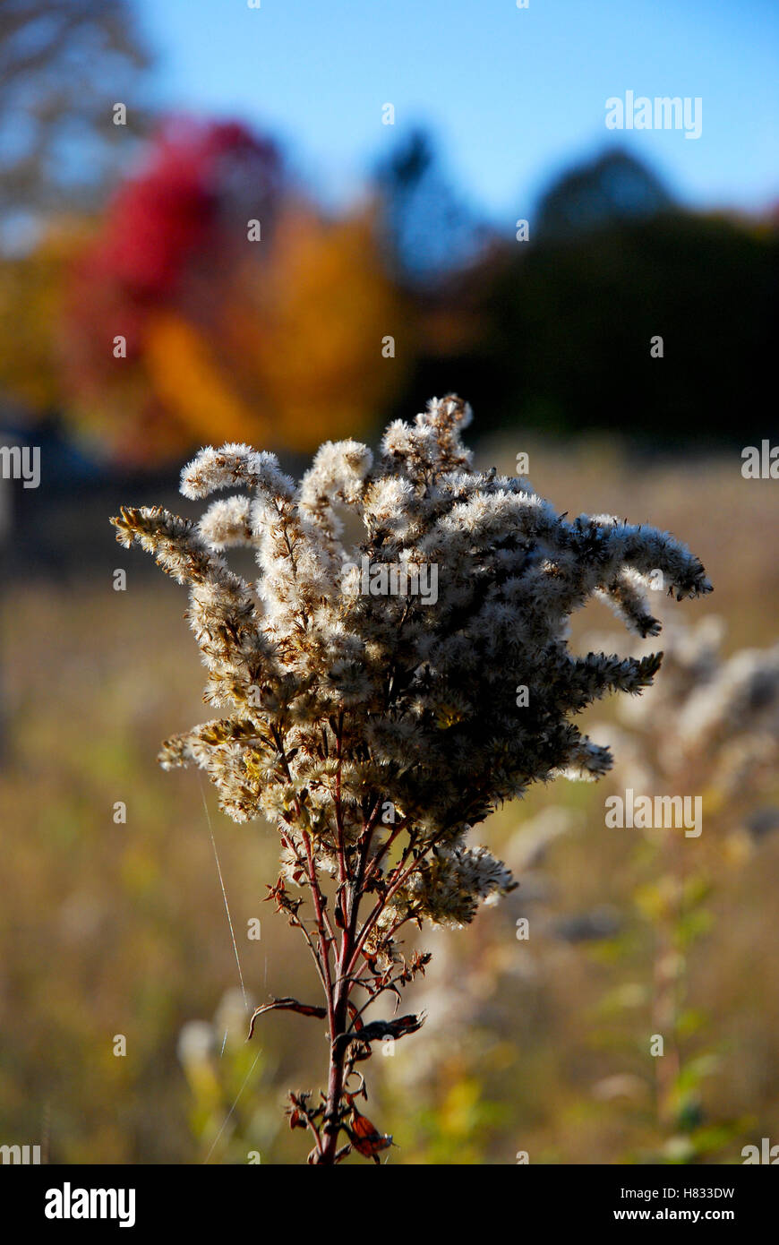 Golden Rod in the fall Stock Photo