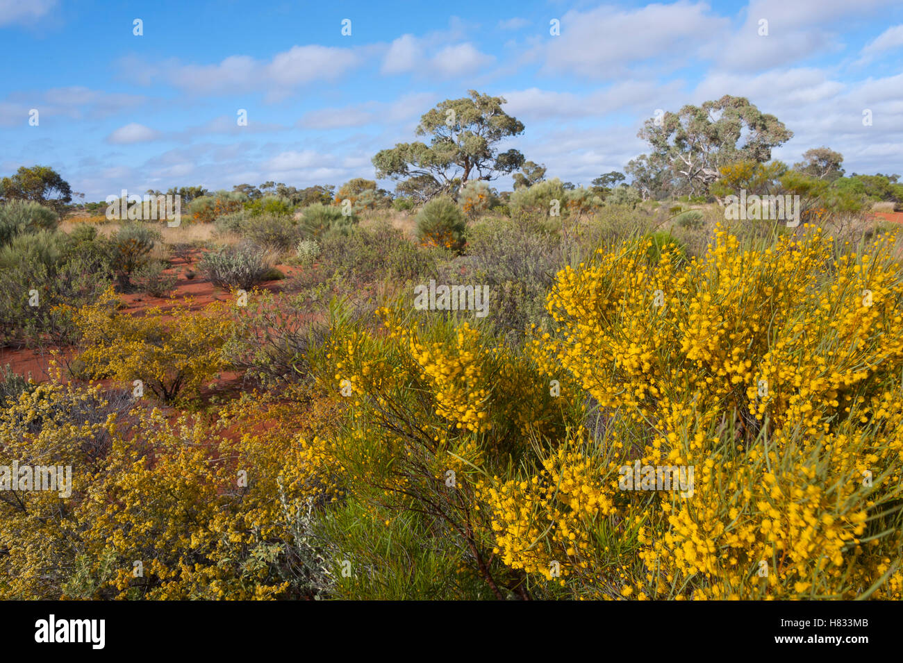 Flowering shrubland, Connie Sue Highway, Western Australia, Australia