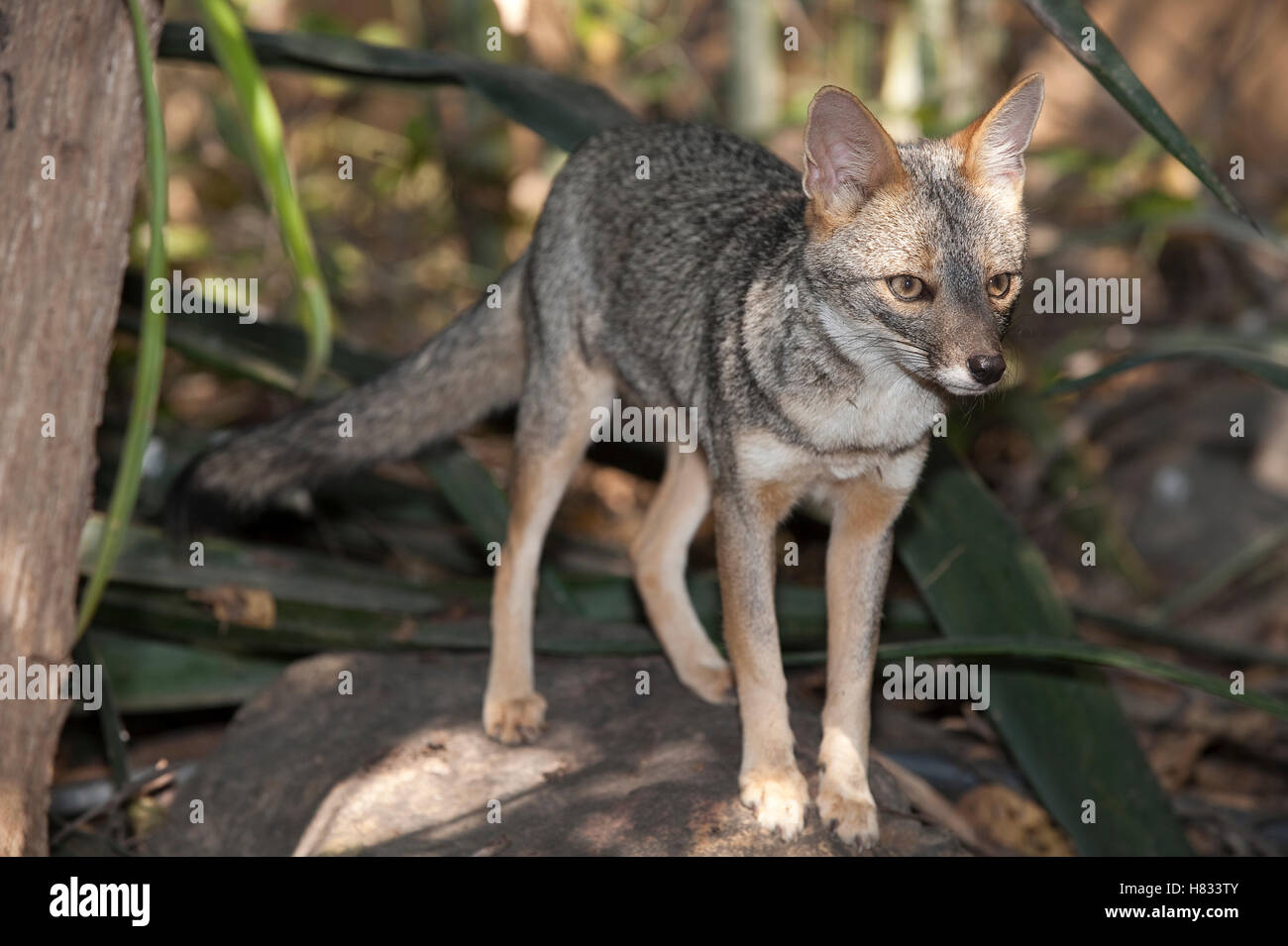 Sechuran Fox (Lycalopex sechurae), Lambayeque, Peru Stock Photo Alamy