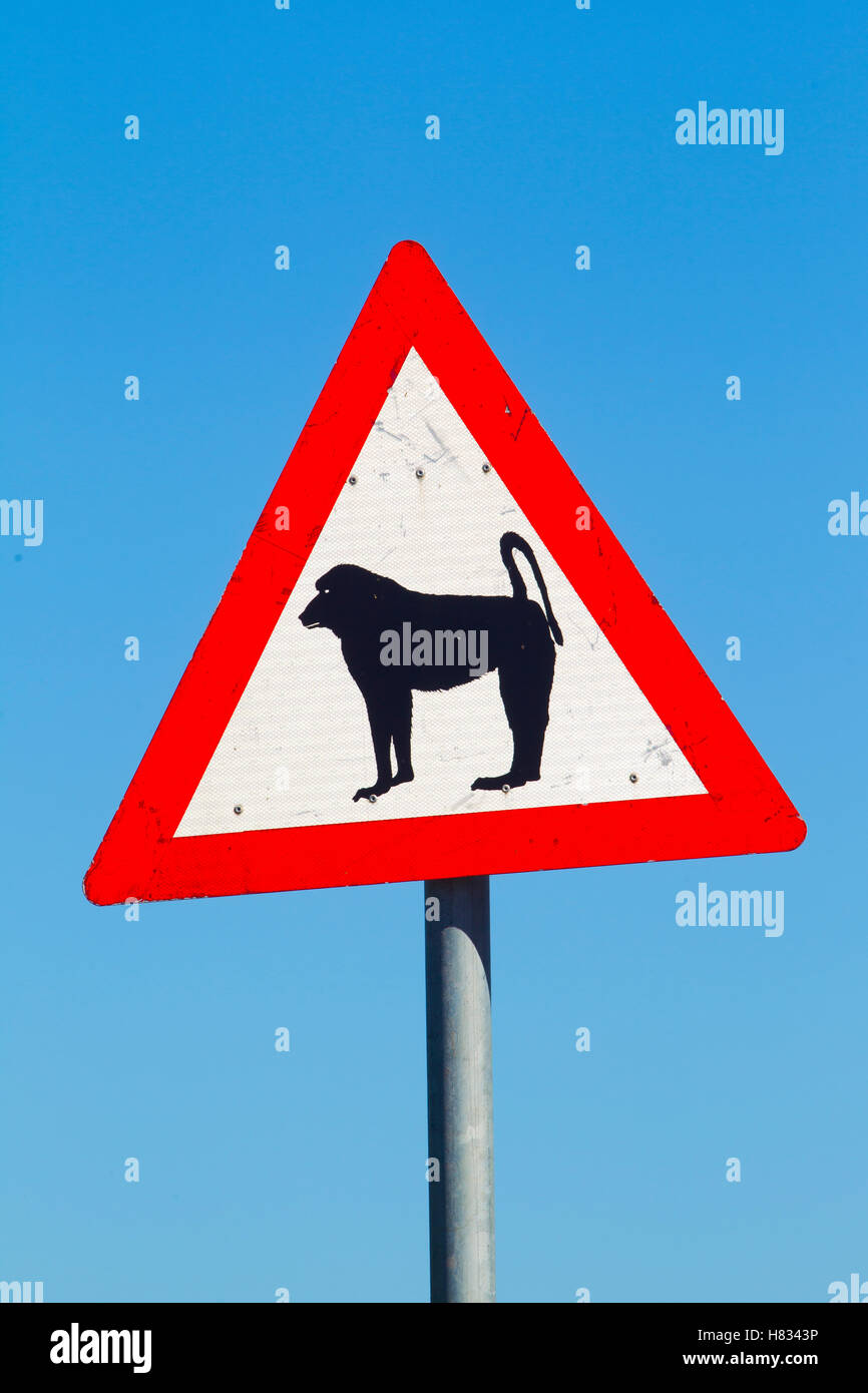 Chacma Baboon (Papio ursinus) warning sign, South Africa Stock Photo ...
