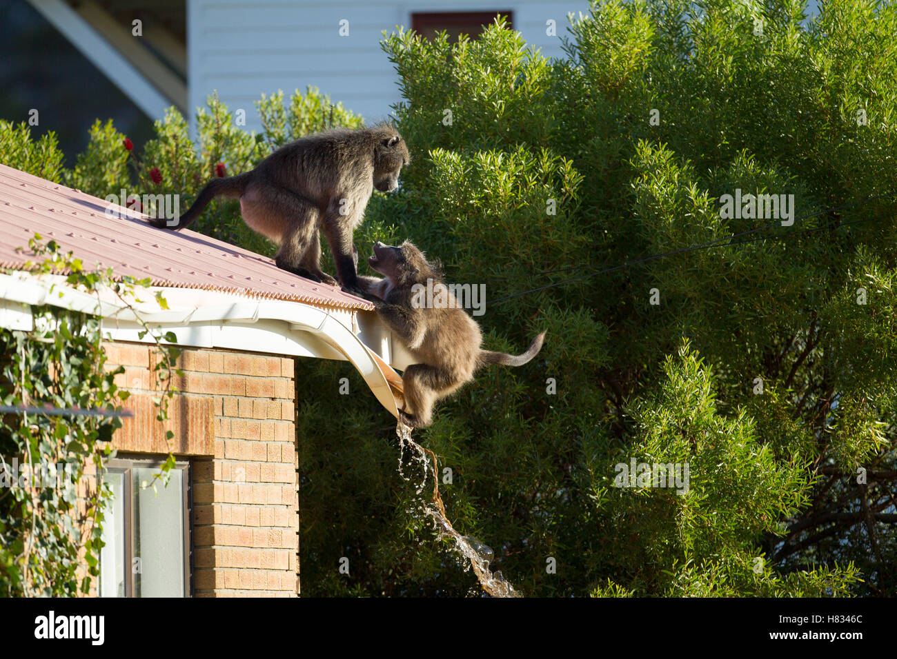 Chacma Baboon (Papio ursinus) ripping off rain gutter while climbing ...