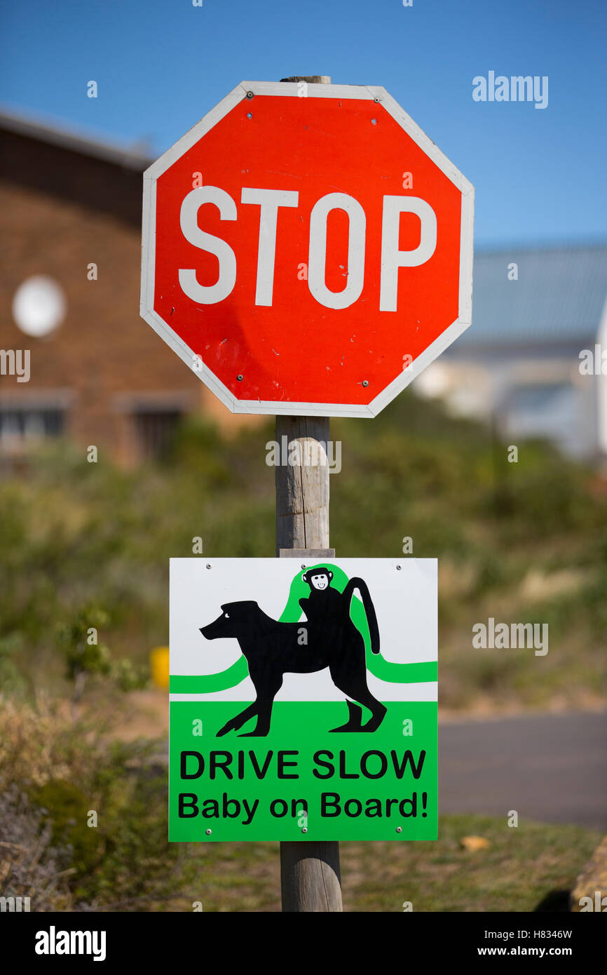 Chacma Baboon (Papio ursinus) warning sign, South Africa Stock Photo ...