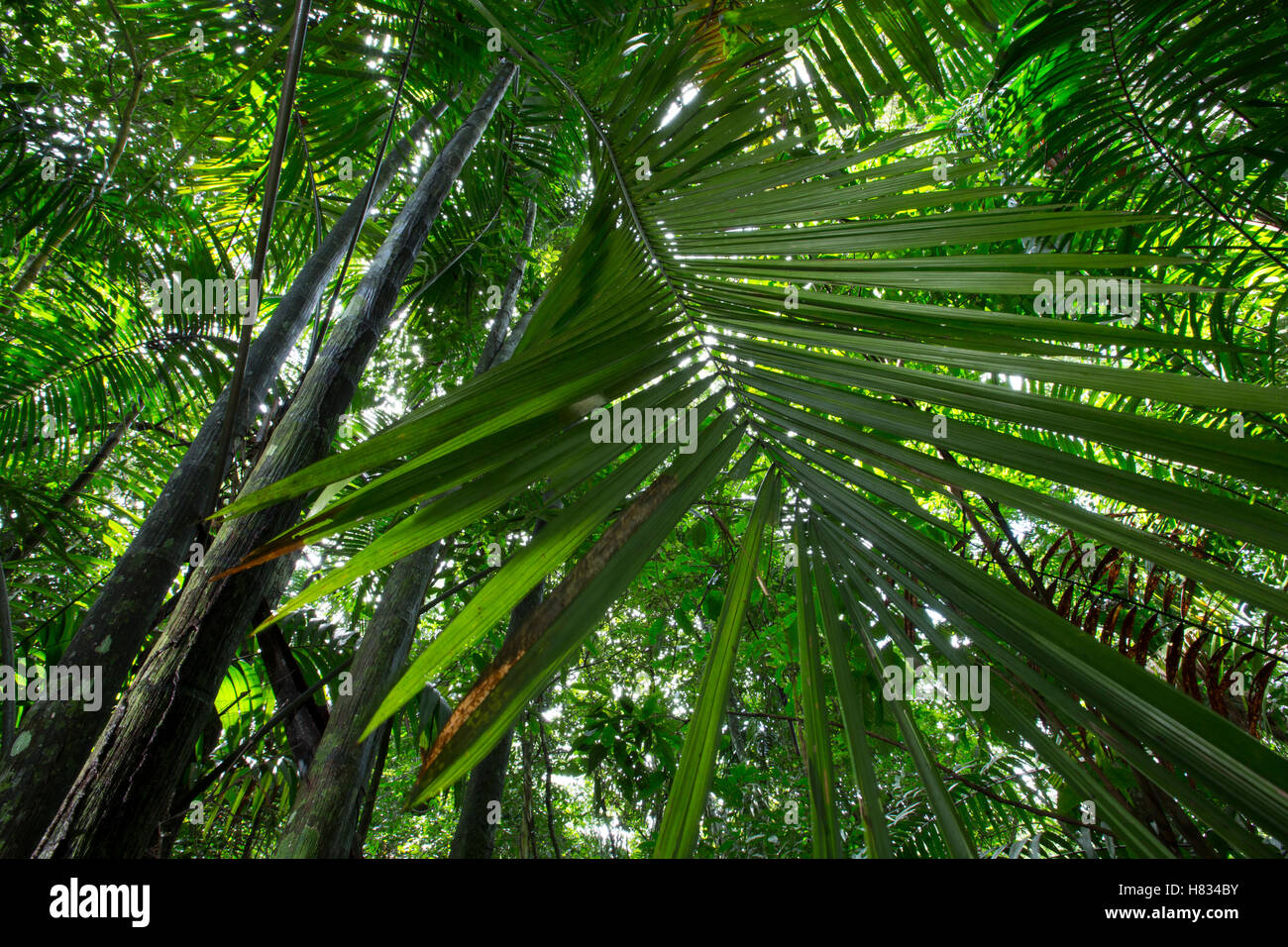 Palm frond in tropical rainforest, Barro Colorado Island, Panama Stock Photo