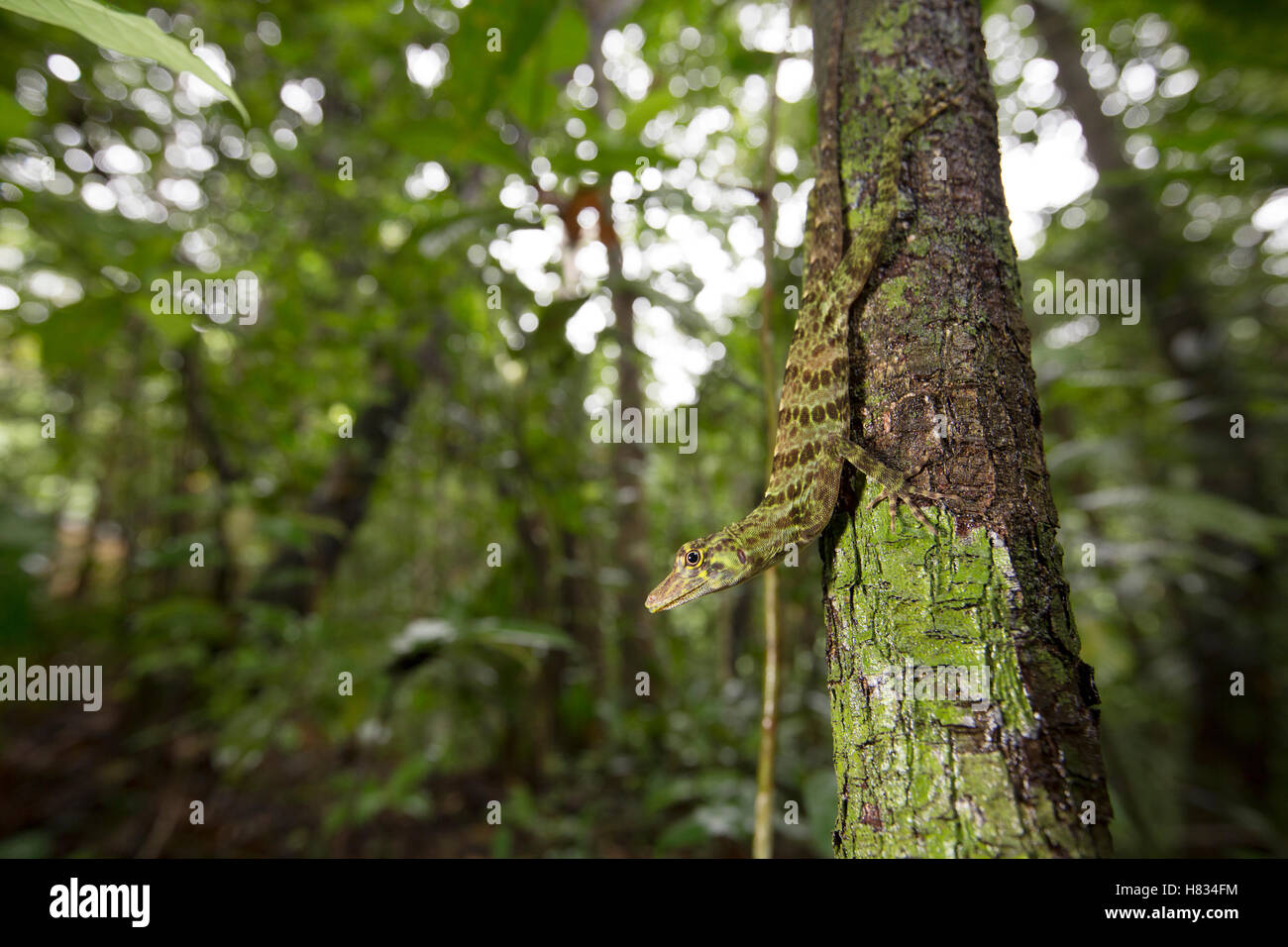 Giant Green Anole (Anolis frenatus) on tree, Barro Colorado Island, Panama Stock Photo