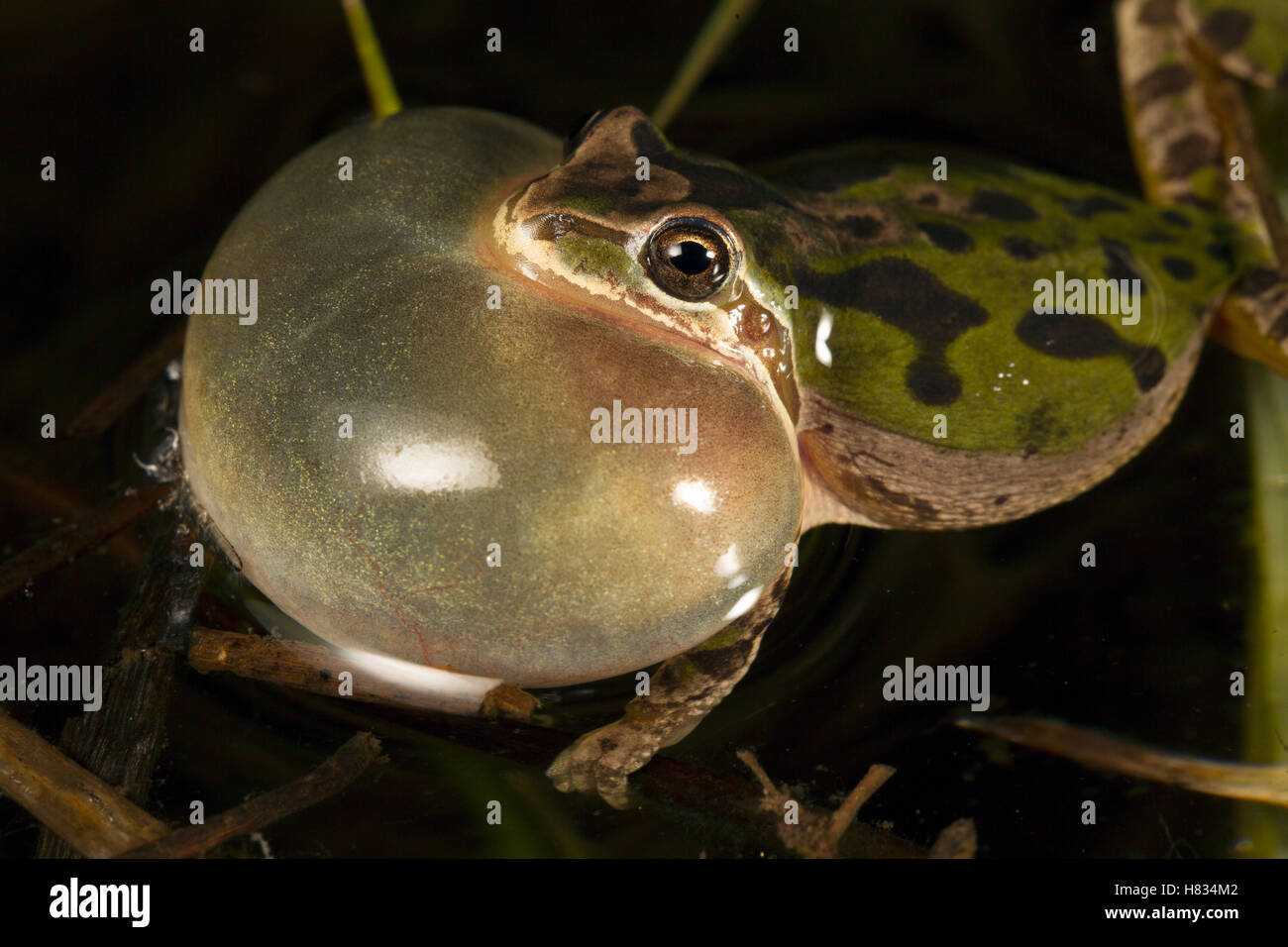 Pacific Chorus Frog (Pseudacris regilla) male calling, Conboy Lake