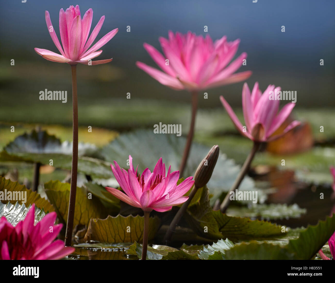 Water Lily (Nymphaea sp) flowers, Jurong Bird Park, Singapore Stock ...