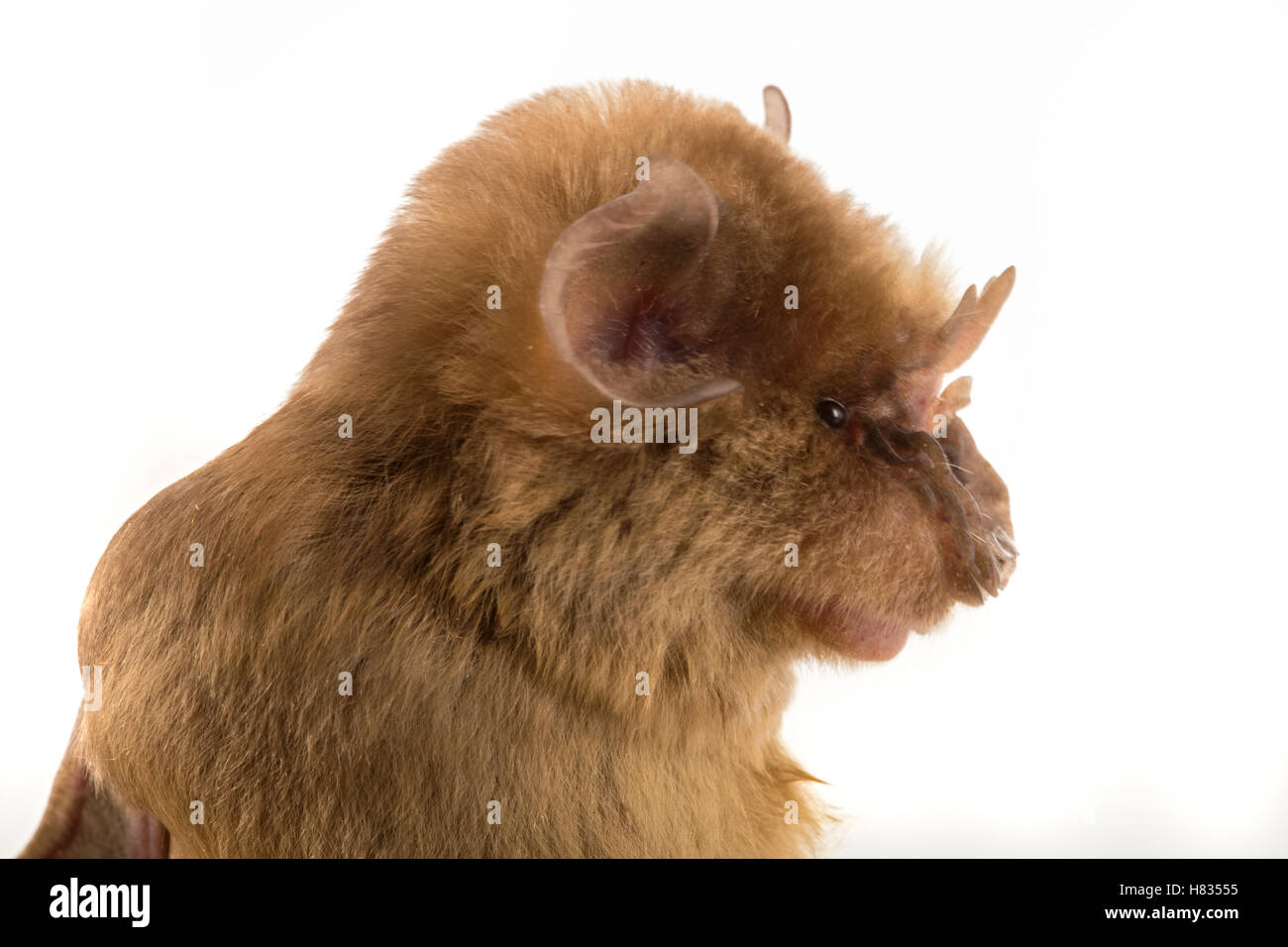 Persian Trident Bat (Triaenops persicus), also called Chewbaca Bat