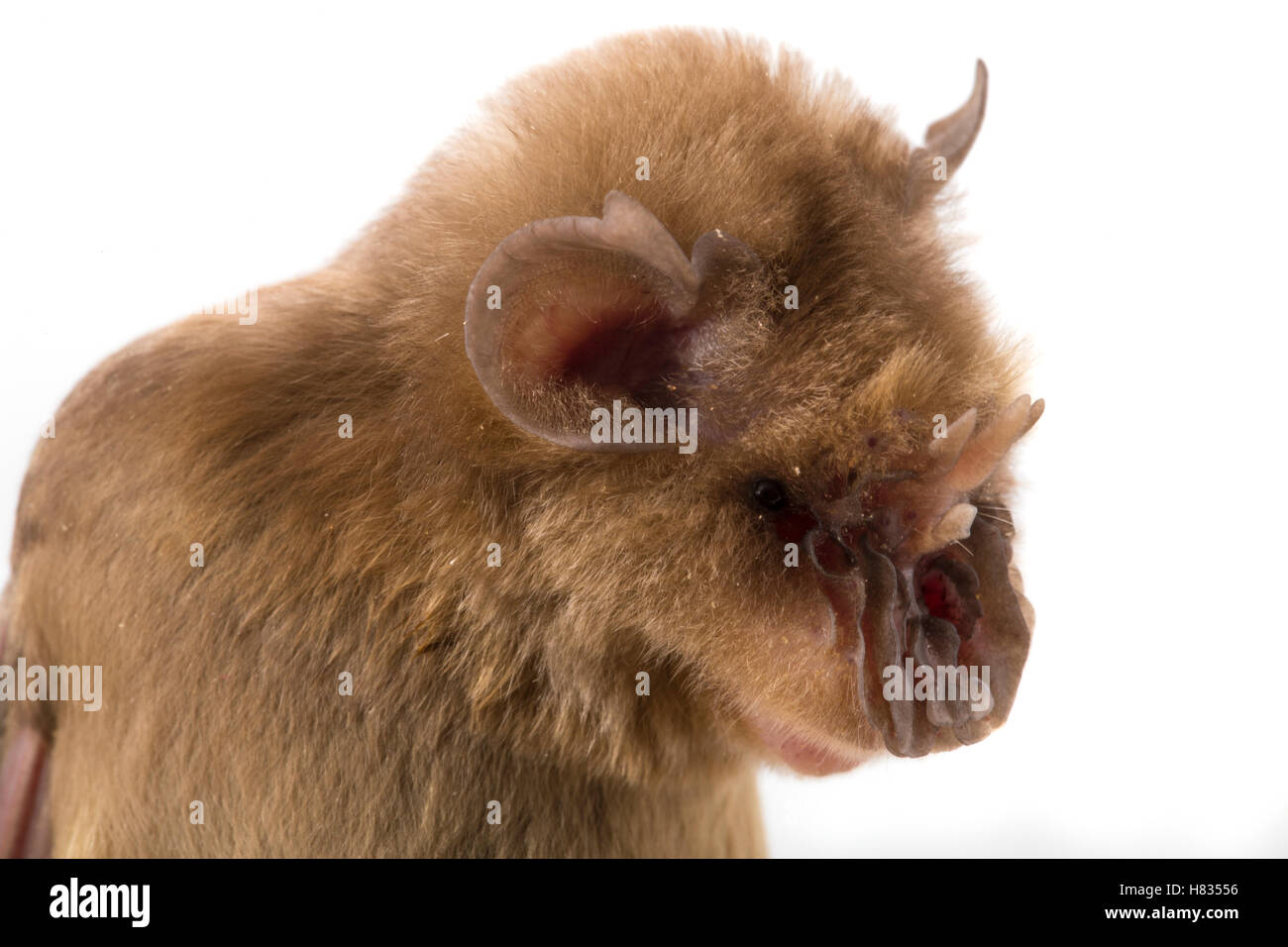 Persian Trident Bat (Triaenops persicus), also called Chewbaca Bat