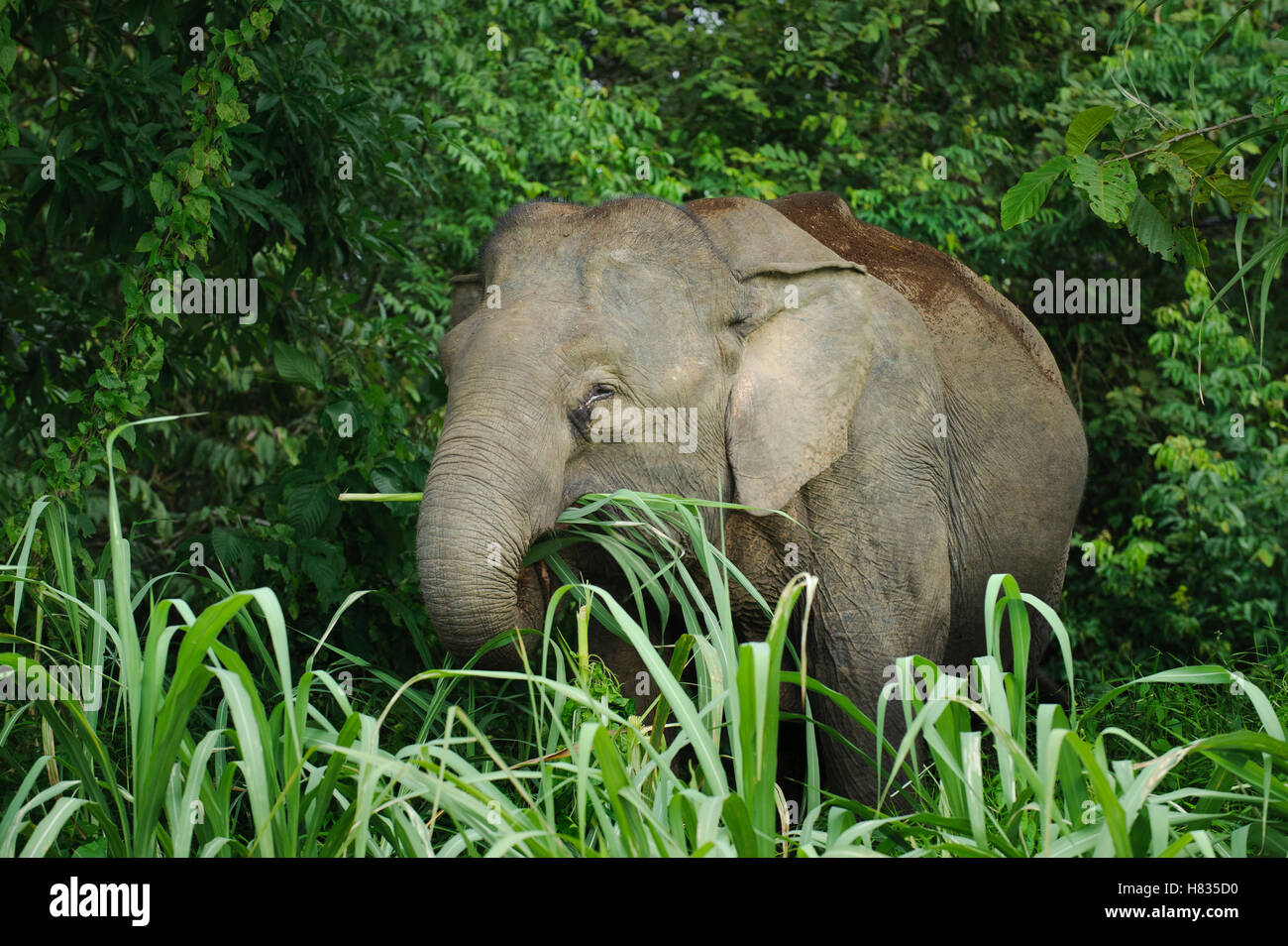 Borneo Pygmy Elephant (Elephas maximus borneensis) feeding on grass