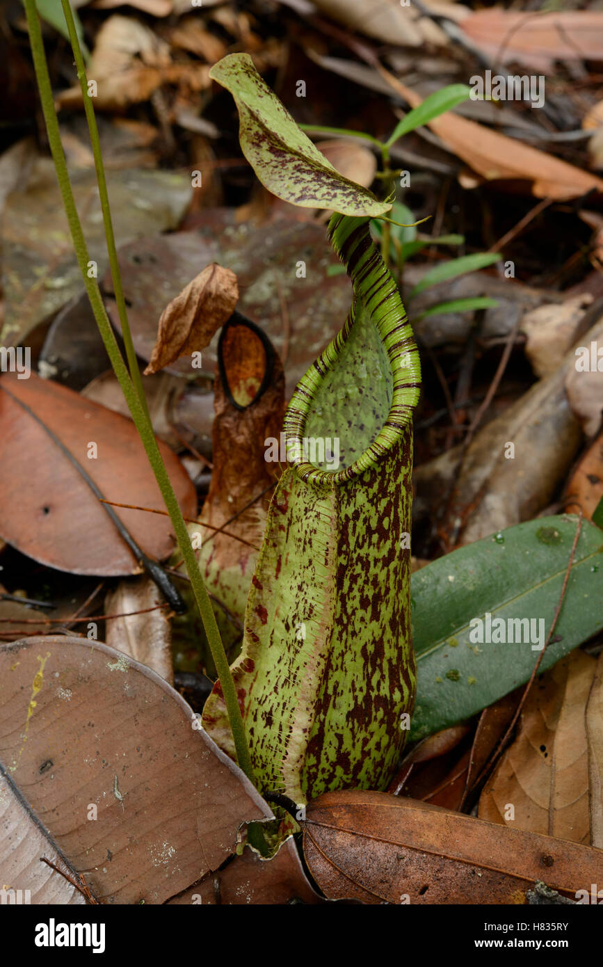 Pitcher Plant (Nepenthes hemsleyana) lower pitcher, Brunei Stock Photo ...