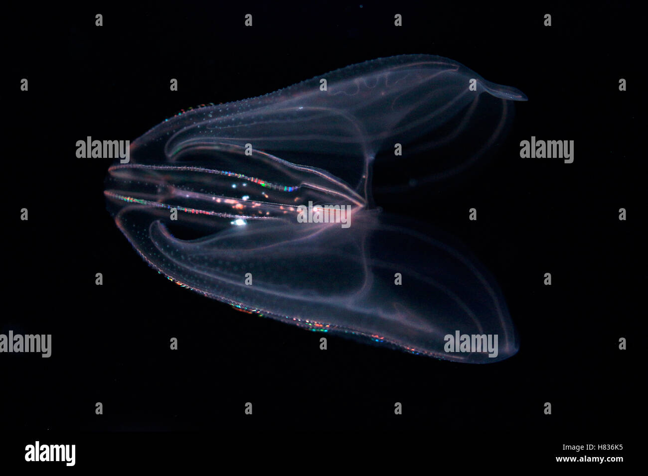 Comb Jelly (Mnemiopsis sp) showing bioluminescence, native to western