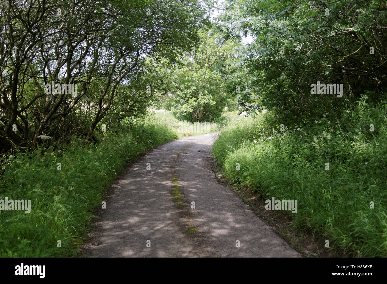 Country path with trees on either side and distant view Stock Photo