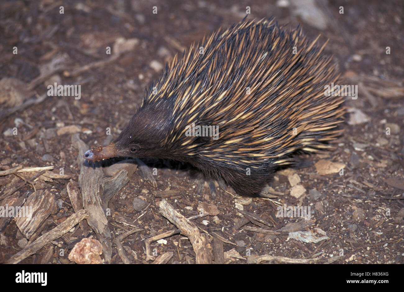 Shortbeaked Echidna (Tachyglossus aculeatus) at night, native to