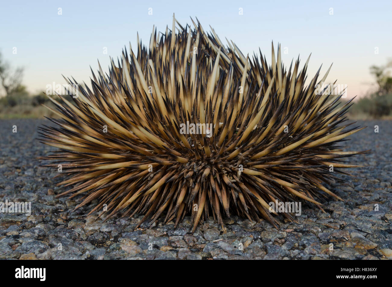Short-beaked Echidna (Tachyglossus aculeatus) curled up in defensive ...