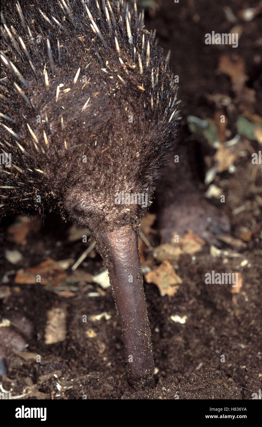 Long-beaked Echidna (Zaglossus bruijni) foraging for insects at night ...