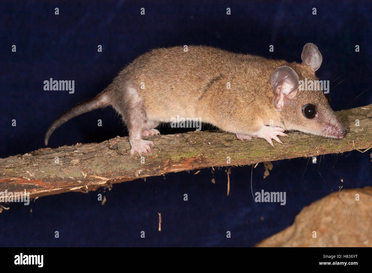 Gray Shorttailed Opossum (Monodelphis domestica), native to Australia